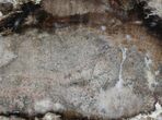 Polished Petrified Wood (Oak) Slab - Oregon #68025-1